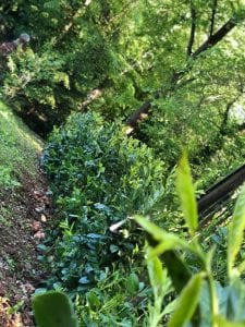 Hedge planting in gillingham