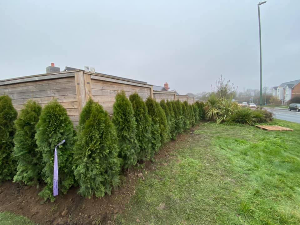 Hedge planting in Maidstone