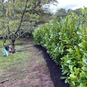 instant hedge planting kent