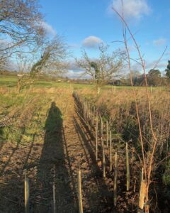 Native hedge planting Kent