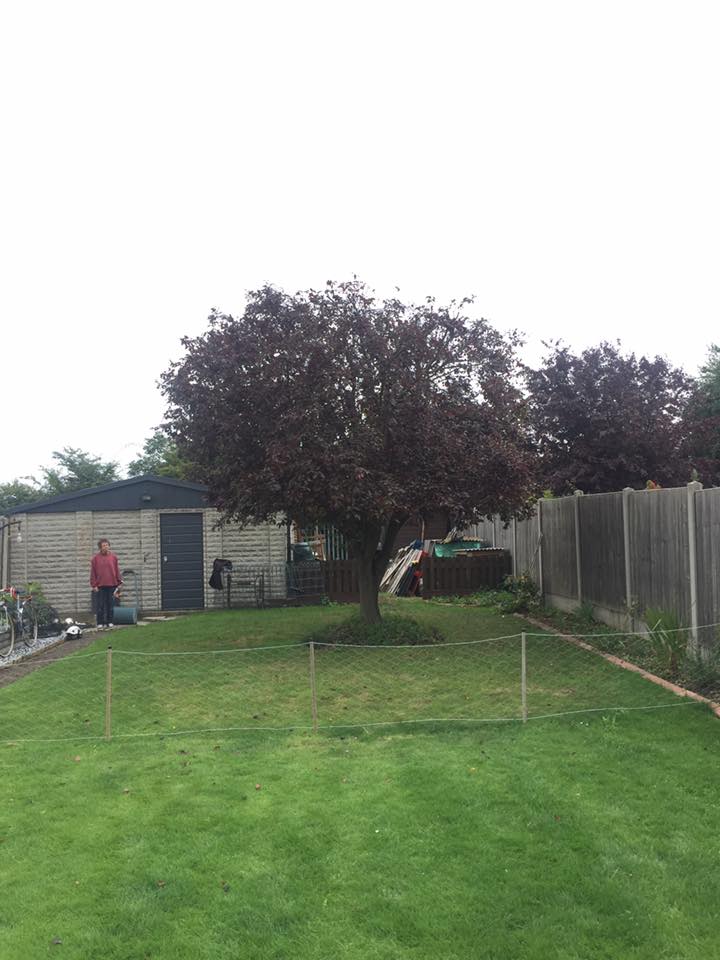 cherry plum tree reduction in Kent