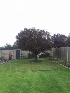 cherry plum tree reduction in Kent