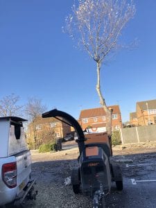 Tree removal sheerness Kent