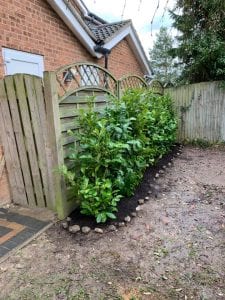 Hedge planting Maidstone