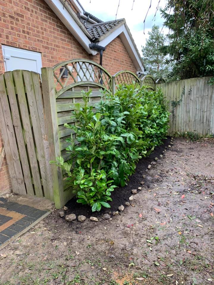 Hedge planting Maidstone