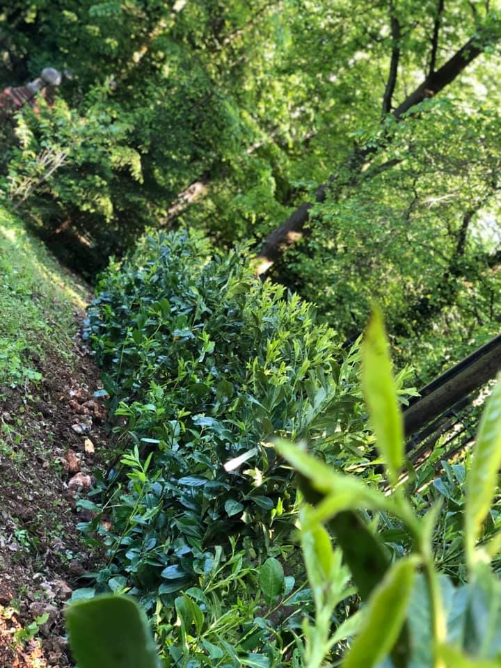Hedge planting in gillingham