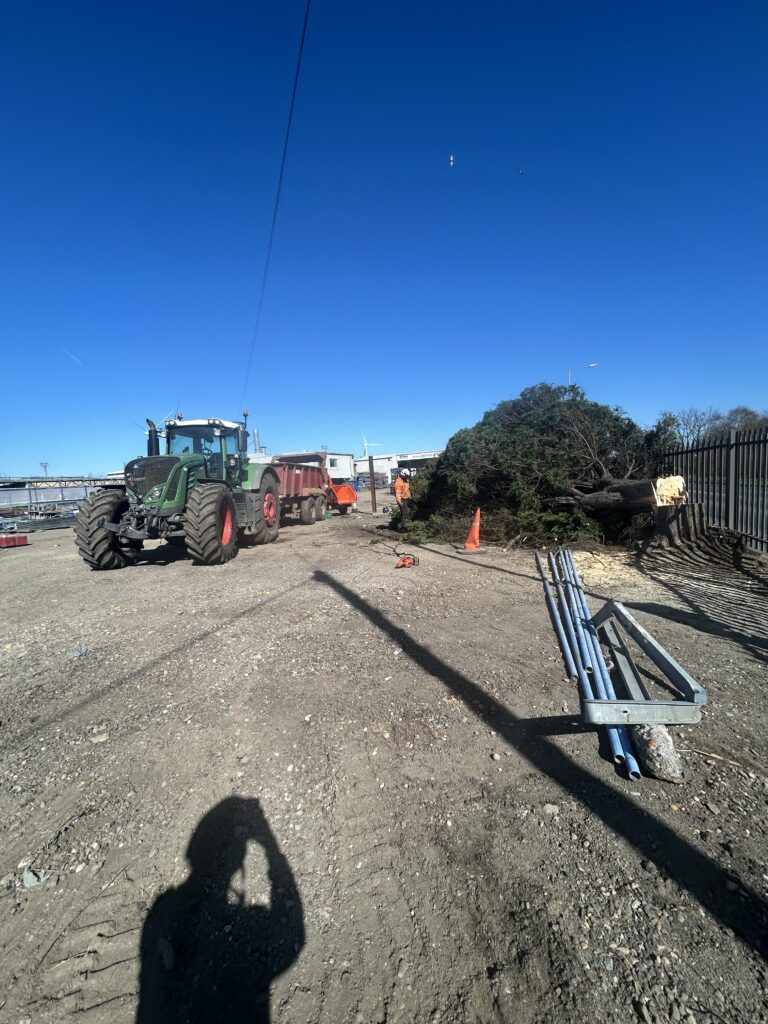Tree felling Sheerness Kent
