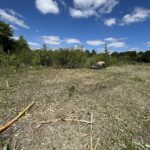 Vegetation clearance ashford