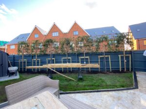 Pleached tree planting Kent