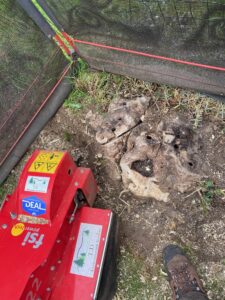 Stump grinding Sheerness, kent