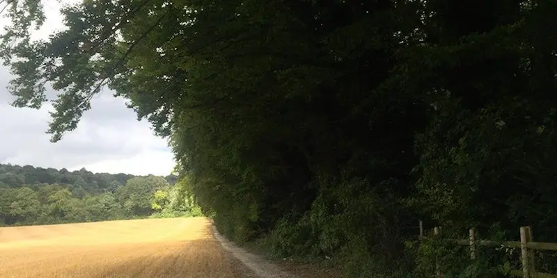 Estate management of trees, hedges and fencing in Kent.