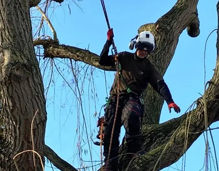 Tree surgeon Isle of Sheppey