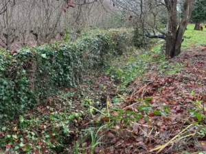 Ditch clearance in Kent