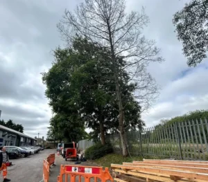 Removal of dead and dangerous Italian Alder tree